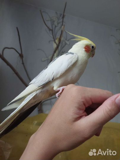 Попугаи кореллы(2) с клеткой