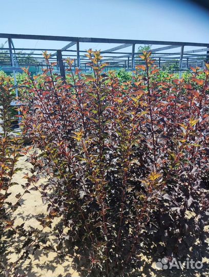 Пузыреплодник diablo