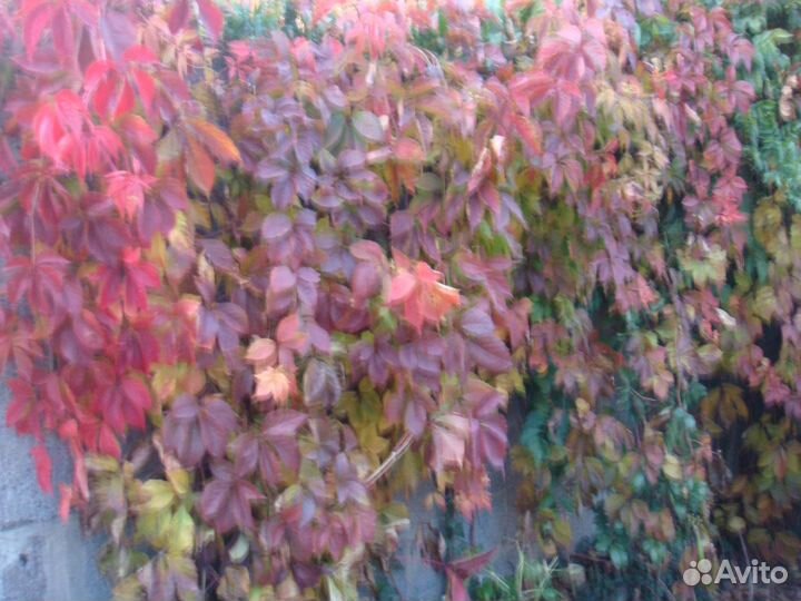 Многолетние растения