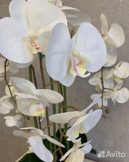 Орхидея