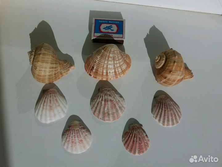 Н-р ракушек