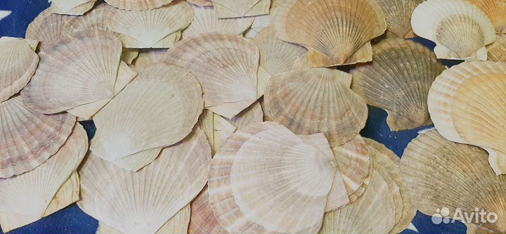Раковины морского гребешка