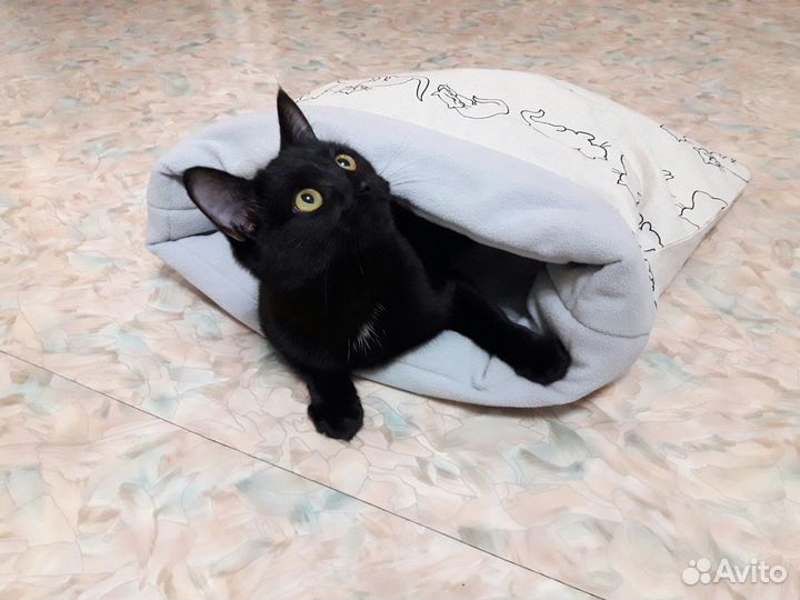 Домик для кошки, собаки и морской свинки