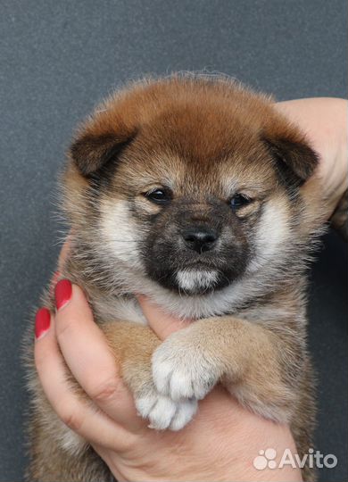 Сиба ину (Шиба ину) малышка для бронирования