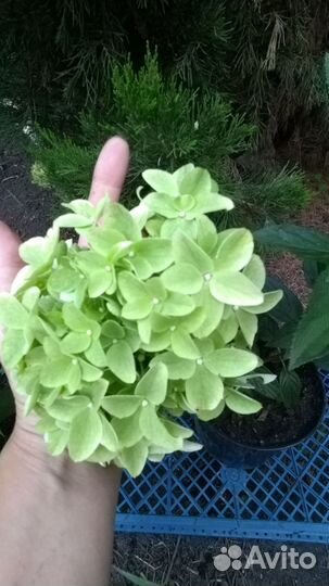 Деревянный черенок метельчатой гортензии.2-3почки