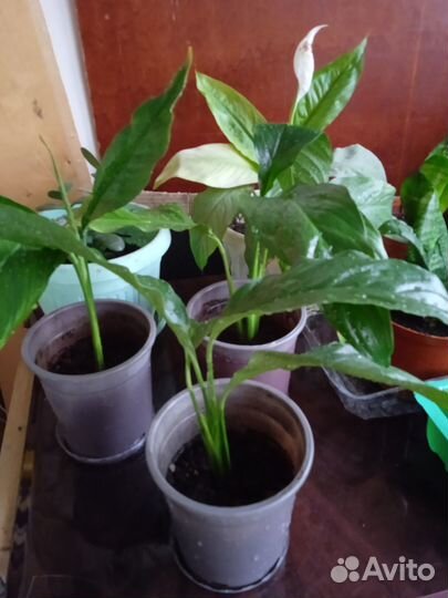 Цветок Спатифиллум, Сансевиерия (Щучий хвост)