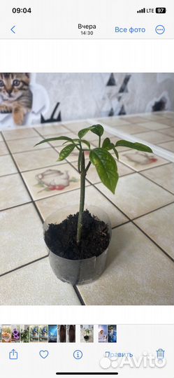 Клематис,Семенной картофель