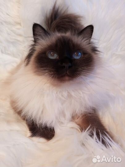 Священная бирма-девочка