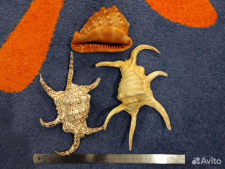 Морские ракушки