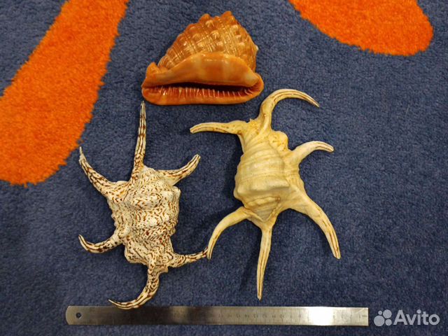 Морские ракушки