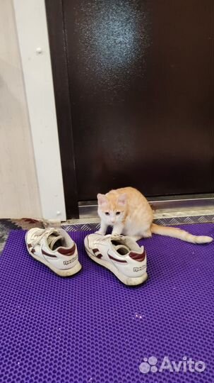 Котик рыжый