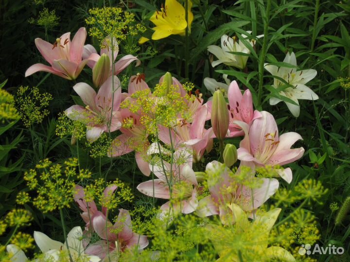 Лилии азиатки и ла-гибриды