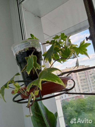 Плющ комнатный