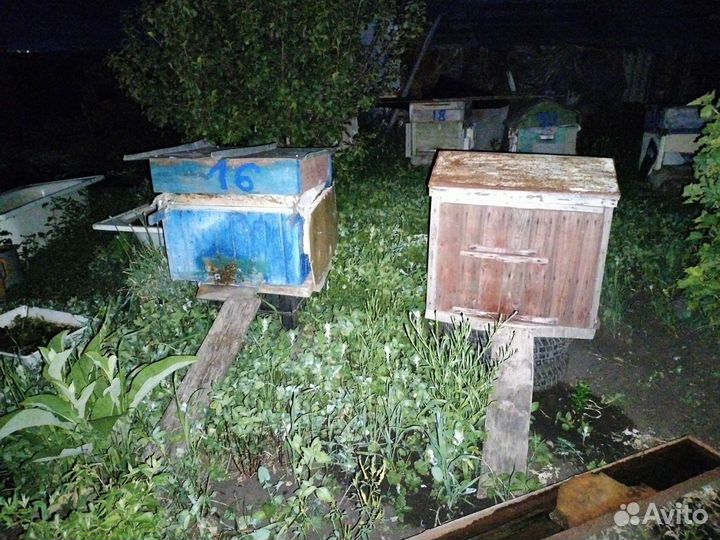 Продам улья с пчелами