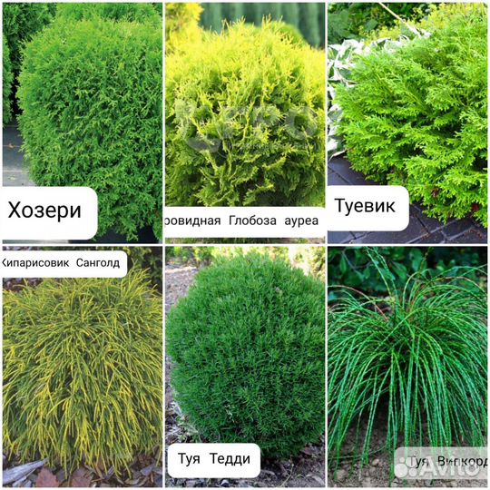 Хвойные растения