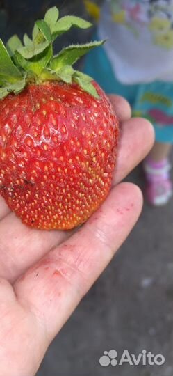 Саженцы клубники