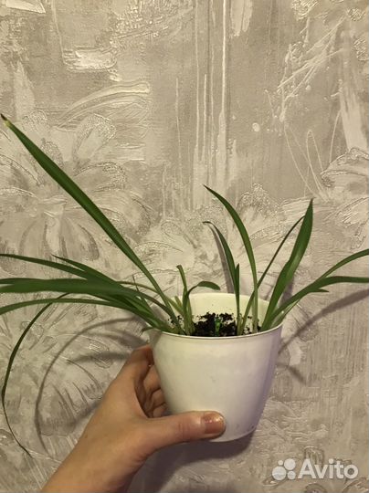 Хлорофитум