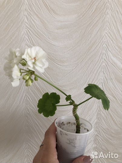 Герань пеларгония белая