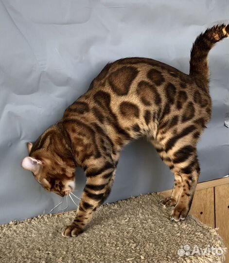 Бенгальские кот и кошка