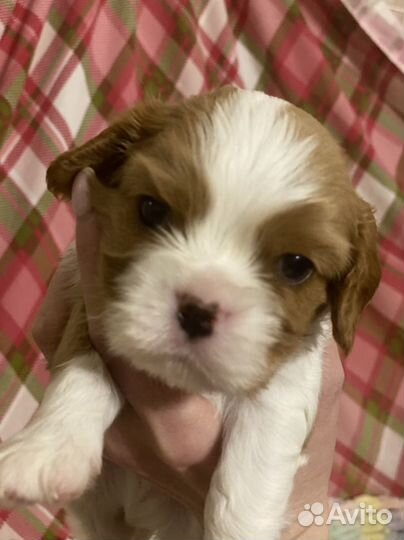 Кавалер кинг чарльз спаниель щенок девочка