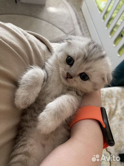 Продам котят британцев