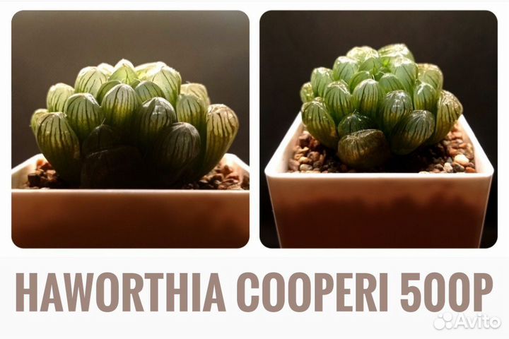 Суккуленты ll