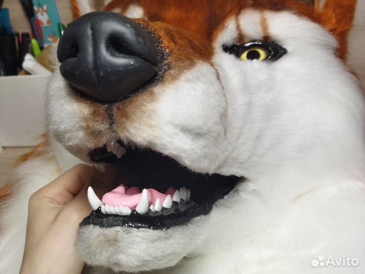 Фурсьют лисы