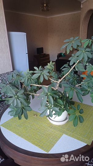 Комнатные цветы шефлера