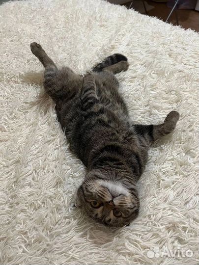 Кот ищет дом