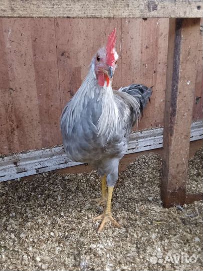 Молодые петухи Леггорн Изабелла