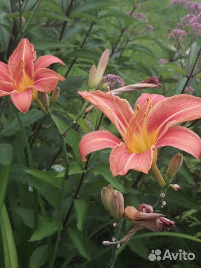 Цветы, саженцы для сада, дачи, монарда