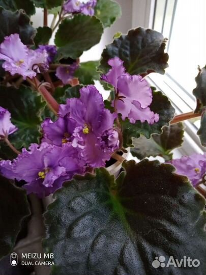 Фиалка сорт Оптимара Нью Мексико