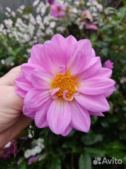 Георгин, цветы для сада