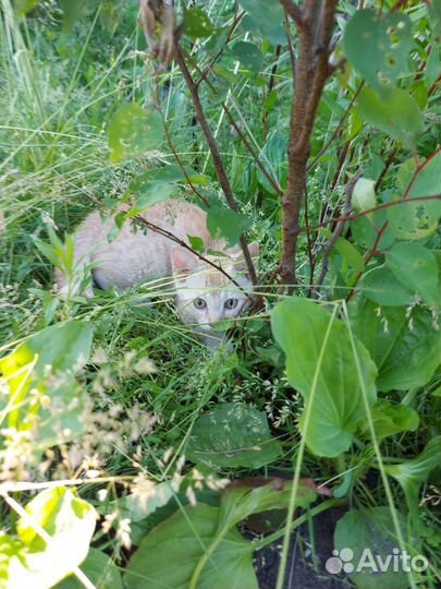 Отдам в добрые руки котят