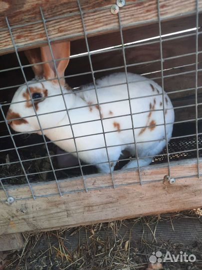 Кролики рекс