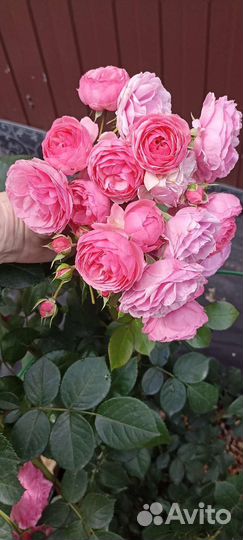 Роза для букета