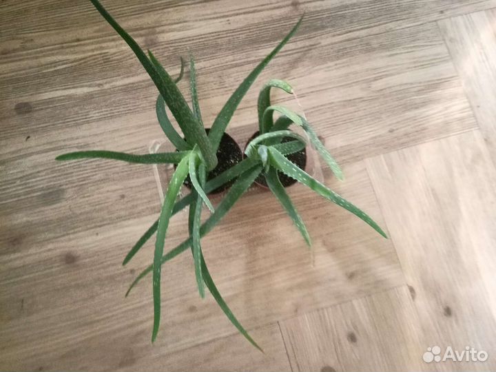 Орхидея ваниль Алоэ Вера Крассула