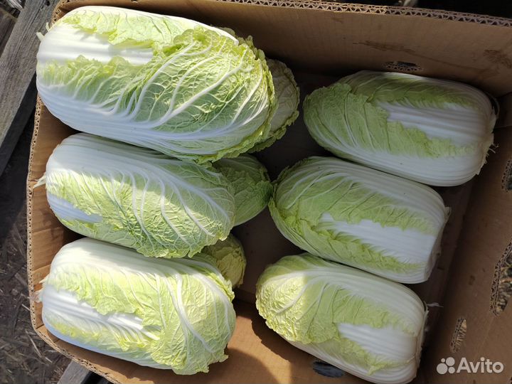 Пекинская капуста