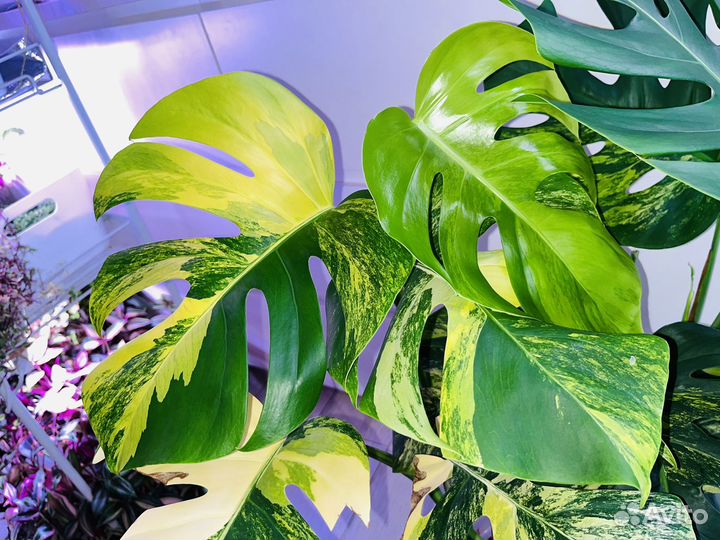 Монстера Еллоу Сплэш/Monstera Aurea/Yellow Splash