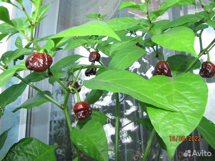 Куст перца острого. Carolina Reaper Chocolate