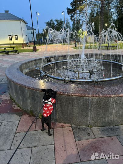 Французский бульдог