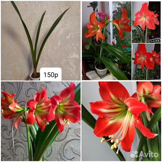 Фуксии,декабристы,глоксинии,пеларгонии