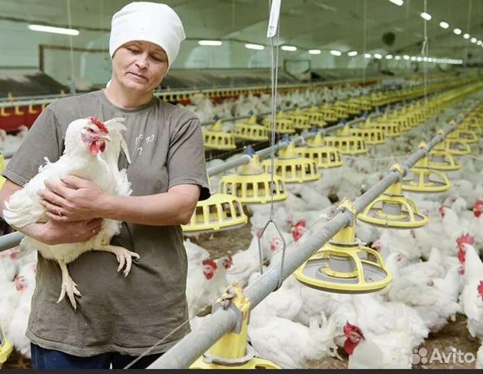 Работа Вахтой. Птицеферма в Челябинске. Упаковщик