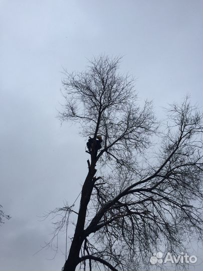 Спил деревьев