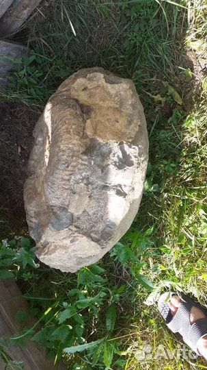 Окаменелости аммониты