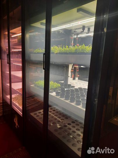 Шкаф для выращивния зелени исалатовбез земли