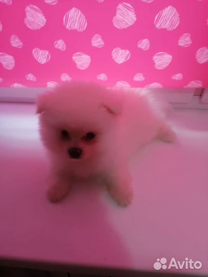 Детки шпица