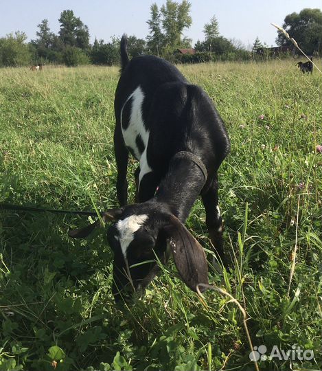 Козы дойные, козочки высокоудойных коз