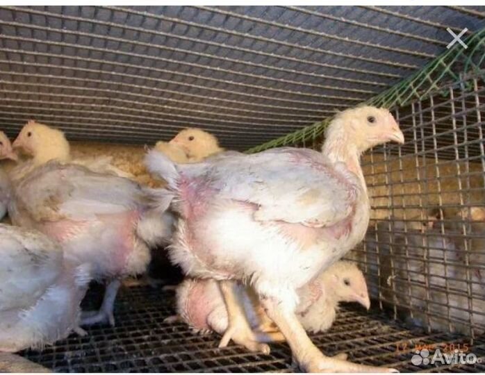 Суточные и подрощенные цыплята бройлеры