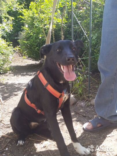 Собака в добрые руки